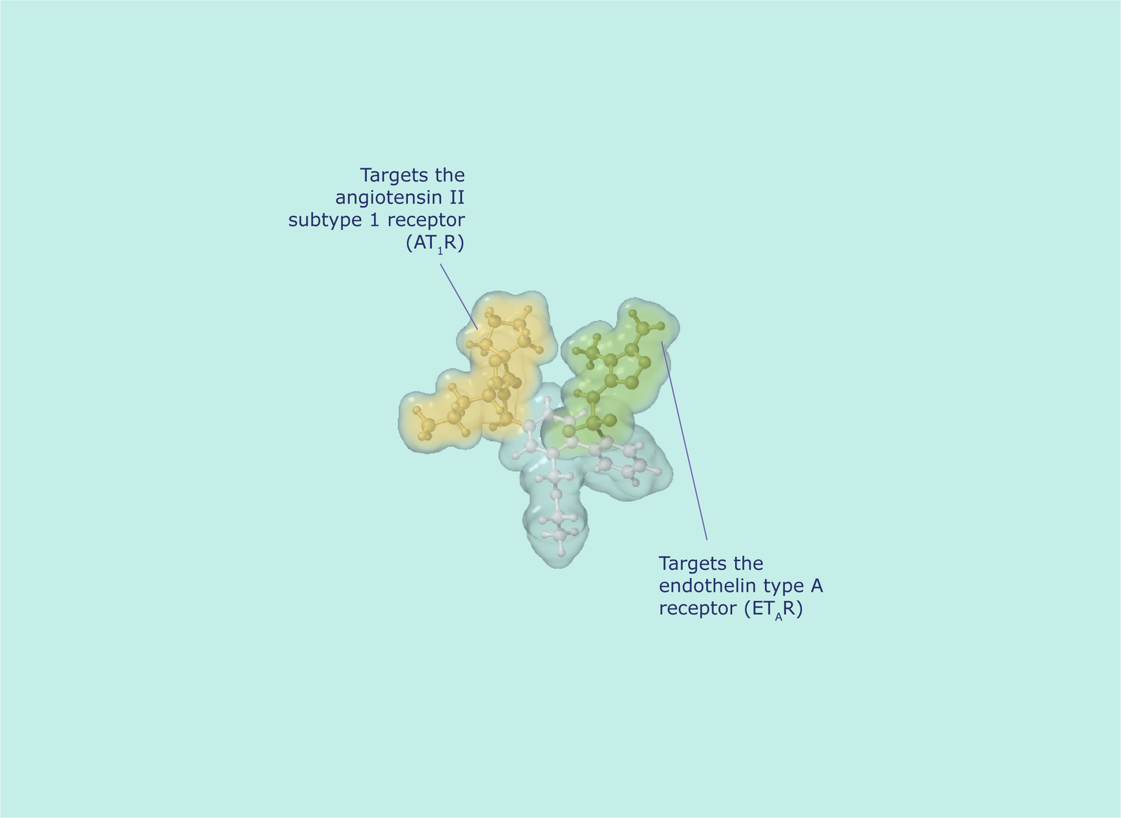 ET1R AT1R targeting